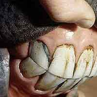 dentistry.jpg